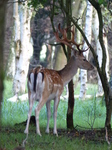 FZ019607 Blurry Fallow deer (Dama dama).jpg